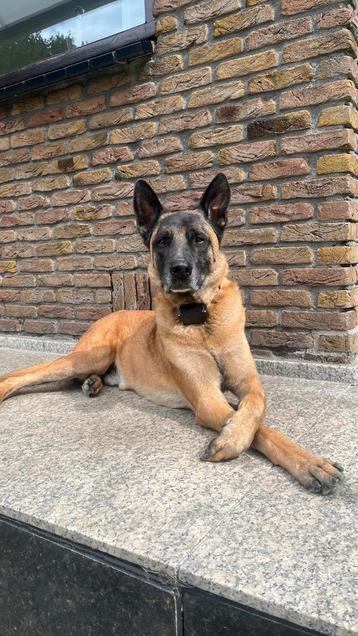 Nieuw huis gezocht voor deze lieve hond beschikbaar voor biedingen