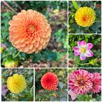 Verschillende Dahlia's te koop, Tuin en Terras, Planten | Tuinplanten, Overige soorten, Volle zon, Vaste plant, Ophalen of Verzenden