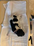 Prachtige Friese stabij pups, Overige rassen, 8 tot 15 weken, Meerdere, Nederland