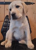Labrador pups ouders getest op HD ED raszuiver, Dieren en Toebehoren, 8 tot 15 weken, Labrador retriever, Meerdere, Meerdere dieren