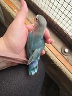 Baby dwerg papegaaien bijna 7 weken oud voor tam te maken, Dieren en Toebehoren, Geslacht onbekend, Dwergpapegaai of Agapornis