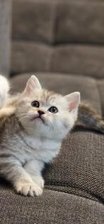 Britse korthaar, Dieren en Toebehoren, Katten en Kittens | Raskatten | Korthaar, Ontwormd, Meerdere dieren, 0 tot 2 jaar