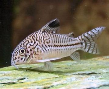 Corydoras Julii - dwergmeerval voor het tropisch aquarium beschikbaar voor biedingen