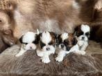 Shih Tzu pupjes, Dieren en Toebehoren, België, Overige rassen, CDV (hondenziekte), 8 tot 15 weken