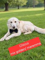 happy   en cicco zoeken nog baasje, Particulier, Buitenland, Meerdere, Meerdere dieren