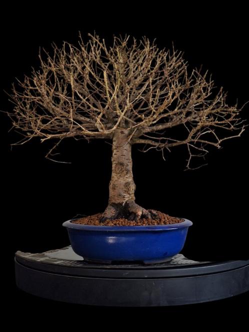 Bonsai ulmus bezem, Tuin en Terras, Planten | Bomen, Overige soorten, Minder dan 100 cm, Volle zon, Bloeit niet, Ophalen