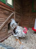 2 Hanen, Dieren en Toebehoren, Pluimvee, Mannelijk, Kip