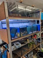 Aquarium stelling (15 bakken), Dieren en Toebehoren, Ophalen, Zo goed als nieuw, Leeg aquarium