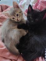 Huisje gezocht voor kittens, Dieren en Toebehoren, Katten en Kittens | Overige Katten, Meerdere dieren, Kortharig, 0 tot 2 jaar