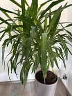 Grote Yucca, Ophalen, Halfschaduw