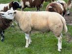 Tk engelse texelaar ram van 2023, Dieren en Toebehoren, Schapen, Geiten en Varkens, Mannelijk, Schaap