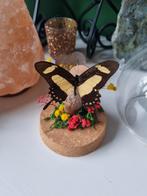 Opgezette vlinder in glazen stolp bloemen deco insect, Verzamelen, Nieuw, Opgezet dier, Ophalen of Verzenden, Insect