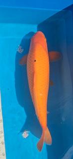 Red karashigoi yagenci., Karper of Koi