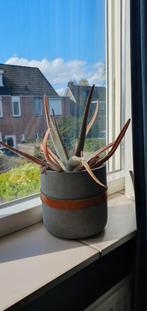 Aloë Vera in pot, Huis en Inrichting, Kamerplanten, Minder dan 100 cm, Halfschaduw, In pot, Ophalen