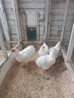 Wyandotte, Dieren en Toebehoren, Pluimvee, Meerdere dieren, Kip