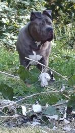 American Bully, 15 weken tot 1 jaar, Reu, Bulldog, Eén hond