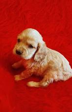 Kleine schattige baby's, Engelse Cocker Spaniels, Dieren en Toebehoren, België, Particulier, 8 tot 15 weken, Meerdere