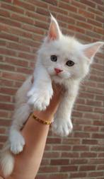 Maine Coon kittens, Dieren en Toebehoren, Katten en Kittens | Overige Katten