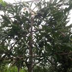 leibomen en dakbomen, Tuin en Terras, Planten | Bomen, Volle zon, Bloeit niet, Ophalen of Verzenden, Dakboom