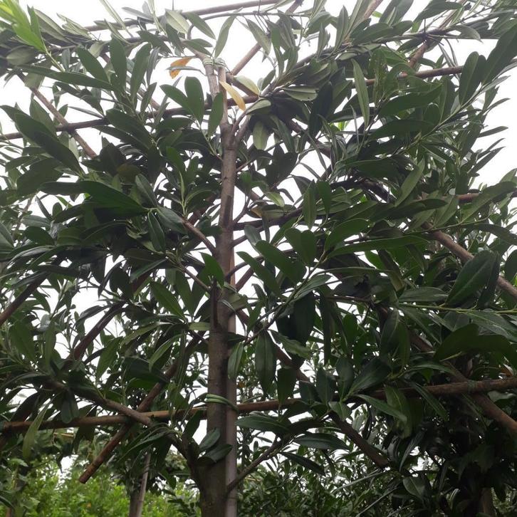 leibomen en dakbomen, Tuin en Terras, Planten | Bomen, Dakboom, 250 tot 400 cm, Volle zon, Bloeit niet, Ophalen of Verzenden