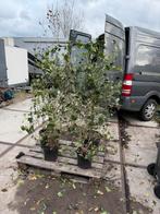 Hedera superplanten snel dicht boven 2mtr slechts 250 st, Tuin en Terras, Ophalen, Vaste plant, Bloeit niet, Halfschaduw