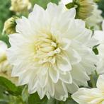 Dahlia White Perfection knollen, Tuin en Terras, Bloembollen en Zaden, Ophalen of Verzenden, Voorjaar, Volle zon, Knol