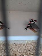 23 rijst vogels 150 euro, Dieren en Toebehoren, Vogels | Overige Vogels, Meerdere dieren