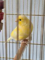2 canarie vogels per stuk, Dieren en Toebehoren, Vogels | Kanaries, Meerdere dieren, Zangkanarie