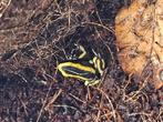 Dendrobates Truncatus, Dieren en Toebehoren, Reptielen en Amfibieën, Amfibie, 0 tot 2 jaar