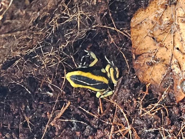 Dendrobates Truncatus