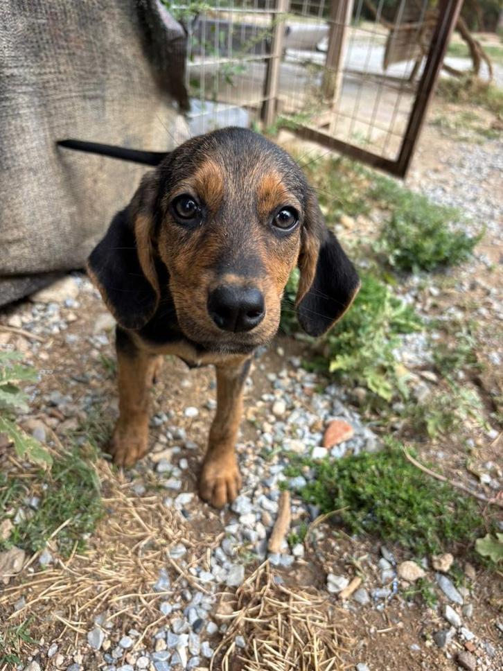 Thais, dapper meisje op zoek naar haar gouden mandje, Dieren en Toebehoren, Honden | Niet-rashonden, Middel, Teef, Particulier