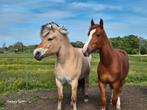 Knappe merrie juni 23', Merrie, Ontwormd