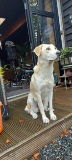 BAYA teef type retriever 1 jr, lief zachtaardig - in NL, Particulier, Rabiës (hondsdolheid), Overige rassen, 1 tot 2 jaar