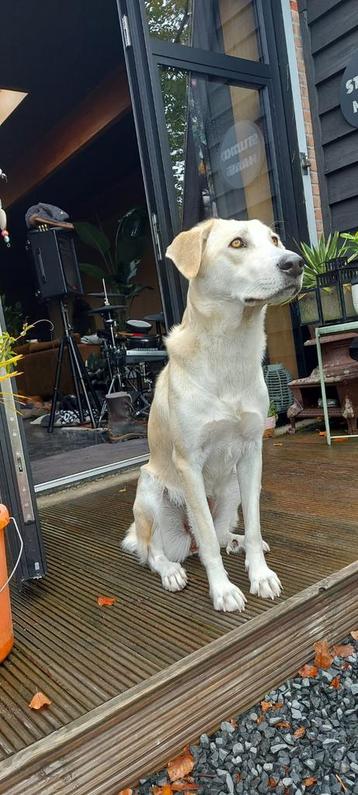BAYA teef type retriever 1 jr, lief zachtaardig - in NL beschikbaar voor biedingen