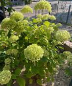 Hortensia, Tuin en Terras, Planten | Tuinplanten, Vaste plant, Halfschaduw, Zomer, Ophalen