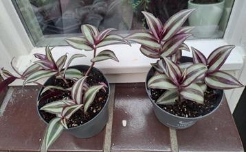 Tradescantia €2 p.st kamerplant/tuinplant paars🌿OPHALEN  beschikbaar voor biedingen
