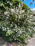Bruidsbloem Deutzia gracilus, Volle zon, Vaste plant, Zomer, Ophalen