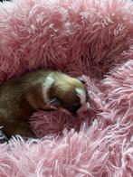 Boomer x Pomeriaan puppy’s, Dieren en Toebehoren, Honden | Chihuahua's en Gezelschapshonden, Overige rassen, 8 tot 15 weken, Meerdere