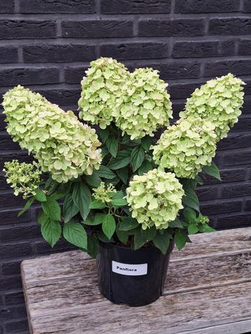 pluimhortensia beschikbaar voor biedingen
