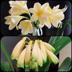 Clivia Miniata Yellow XL bloem x Clivia Gardinii Yellow., Huis en Inrichting, Kamerplanten, Volledige schaduw, Overige soorten