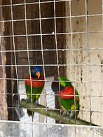 Te koop 1-1 Massena Lori, Dieren en Toebehoren, Vogels | Parkieten en Papegaaien, Geringd