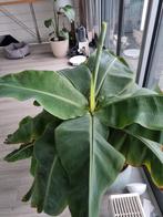 Grote Bananenplant, Ophalen of Verzenden, Halfschaduw
