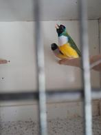 Een  mooi   koppel   goulds, Dieren en Toebehoren, Vogels | Overige Vogels, Meerdere dieren