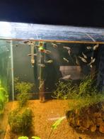 15 stuks jonge guppen., Vis, Zoetwatervis, Schoolvis