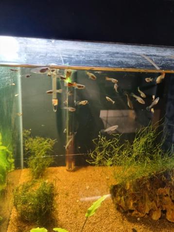 15 stuks jonge guppen.  beschikbaar voor biedingen