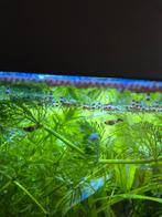Hoogvinkarper baby's Mix, Dieren en Toebehoren, Vissen | Aquariumvissen, Vis