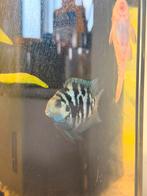 blue polars vissen te koop, Dieren en Toebehoren, Vis
