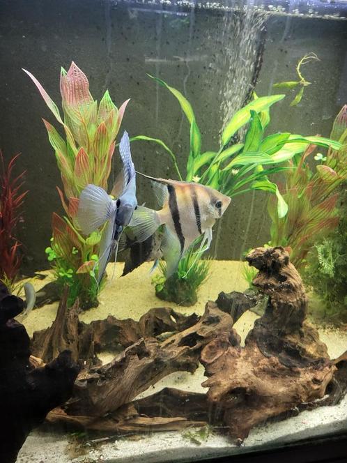 6x maanvissen gaan alleen samen weg  scholenvis, Dieren en Toebehoren, Vissen | Aquariumvissen, Zoetwatervis, Vis, Schoolvis