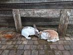 Hangoor konijnen moeder en dochter, Dieren en Toebehoren, Konijnen, Meerdere dieren, Hangoor