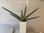 Gratis Sansevieria Skyline, Ophalen, Halfschaduw, Minder dan 100 cm